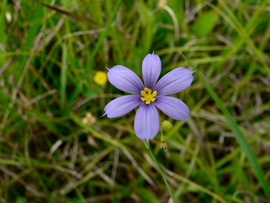 {Sisyrinchium mucronatum}